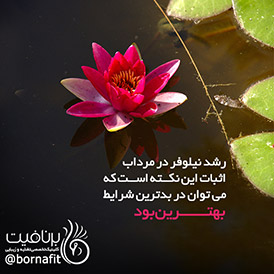 رشد نیلوفر در مرداب، اثبات این نکته است که می توان در بدترین شرایط بهترین بود