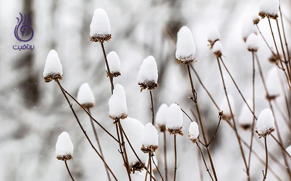 آلرژی و آسم در فصول مختلف - زمستان - برنافیت