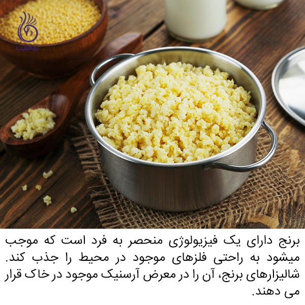 مضرات آرسنیک موجود در برنج - تغذیه - برنافیت
