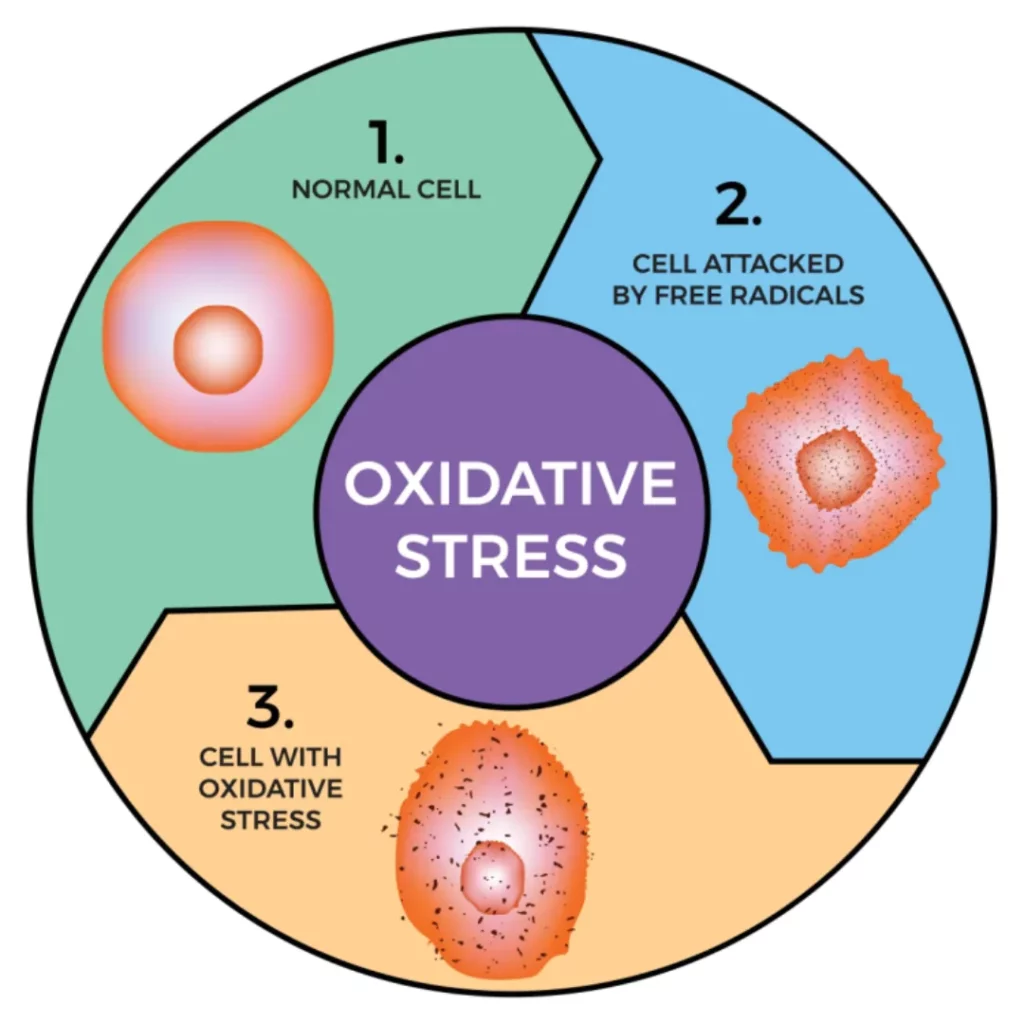 استرس اکسیداتیو چگونه شکل میگیرید