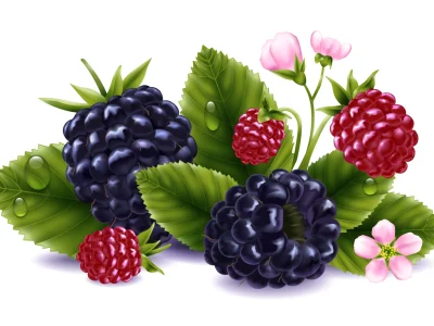 2209.i605.017.S.m005.c13.realistic blackberry