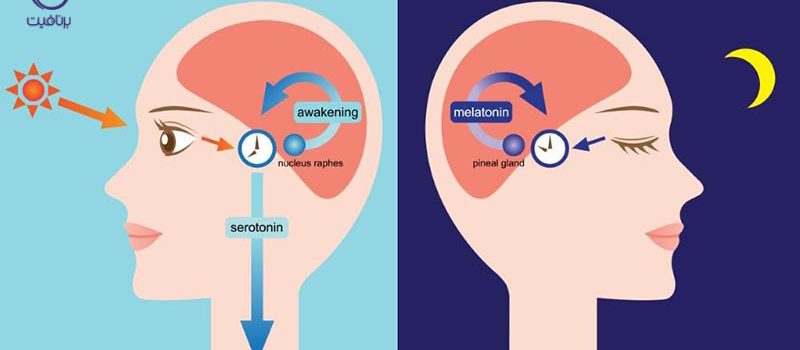 آنچه در مورد ریتم شبانه روزی بدنتان نمی دانید